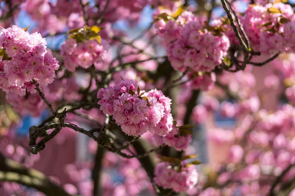 Время Цветения Цветы Сакуры Крупным Планом — стоковое фото