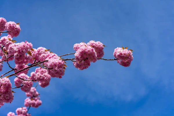 Время Цветения Цветы Сакуры Фоне Голубого Неба Крупным Планом — стоковое фото