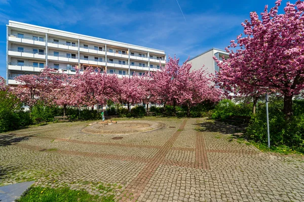 Spring Sakura Bloom Courtyard City Quarter — Stock Photo, Image