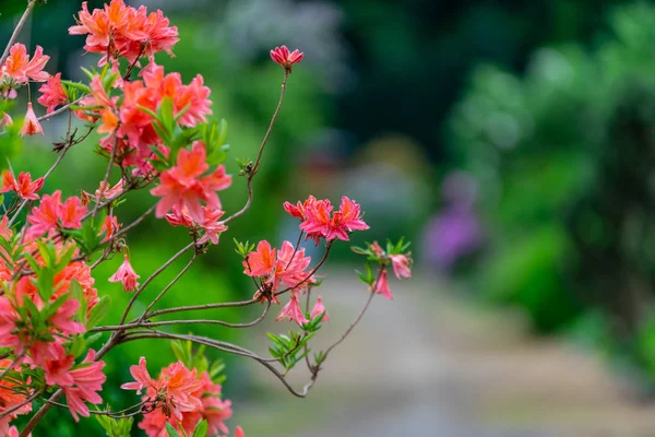 花と背景をぼかしにシャクナゲの枝 — ストック写真