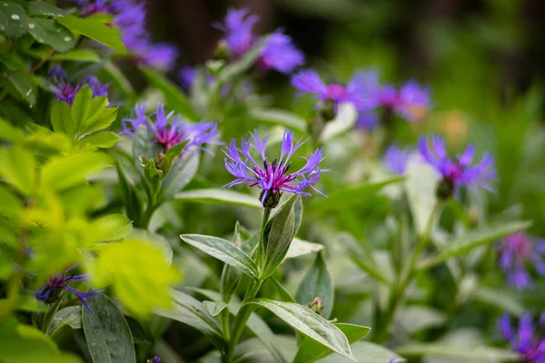 Flor Decorativa Jardim Centaurea Montana — Fotografia de Stock