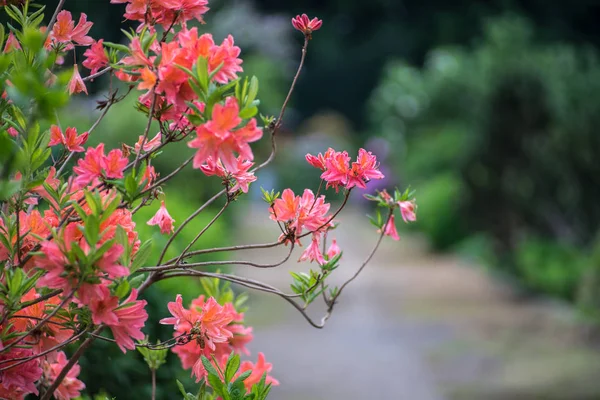 花と背景をぼかしにシャクナゲの枝 — ストック写真