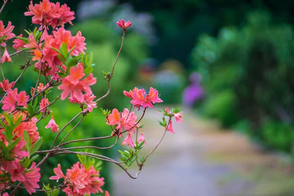 花と背景をぼかしにシャクナゲの枝 — ストック写真