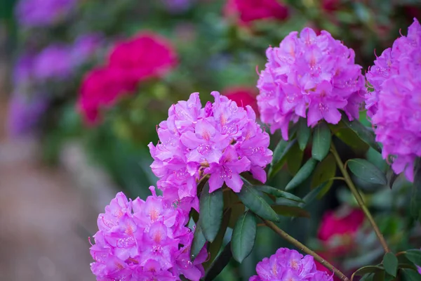 Flower Rhododendron Garden Close — Stock Photo, Image