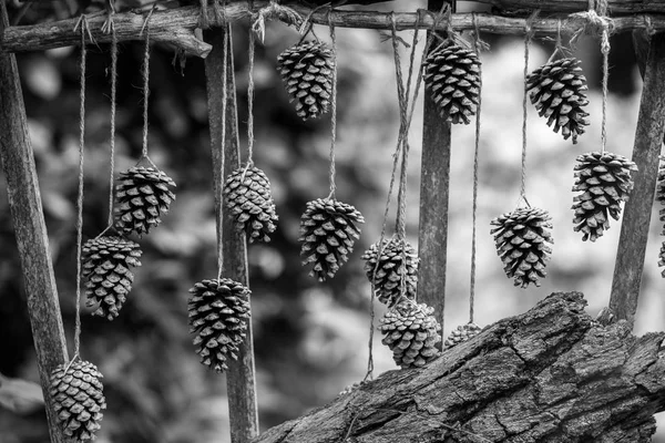 干燥的云杉颠簸挂在木栅栏上的装饰品 黑白相间 — 图库照片
