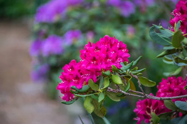 庭のシャクナゲの花 クローズ アップ — ストック写真