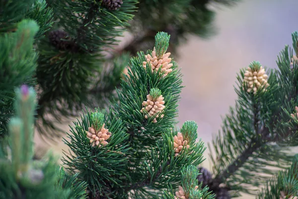 Junge Triebe Eines Weihnachtsbaums Nahaufnahme — Stockfoto