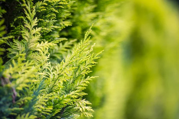 Siepe Vivente Dalla Pianta Thuja Profondità Campo Ridotta Sfondo Sfocato — Foto Stock