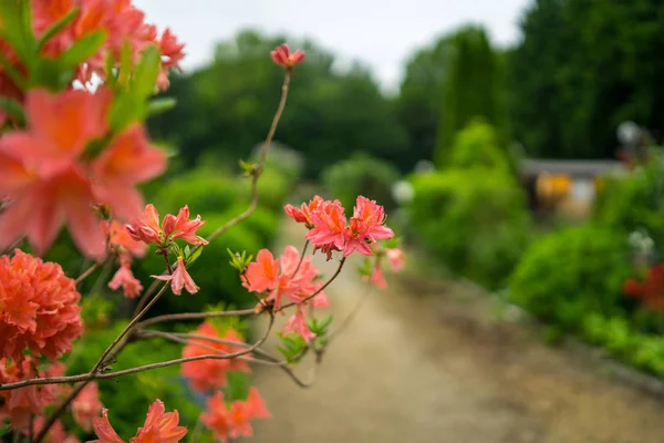 花と背景をぼかしにシャクナゲの枝 — ストック写真