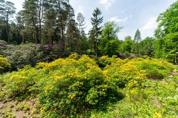 Flor Rododendro Parque — Fotografia de Stock