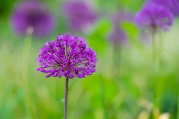 Bir Çiçek Bahçesinde Ekili Alliums Yakın Çekim Plan Üzerinde Odaklanmak — Stok fotoğraf
