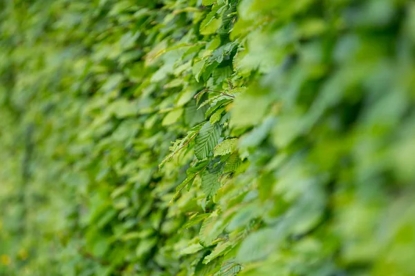 Hedge Folhas Verdes Fecham Profundidade Campo Rasa — Fotografia de Stock