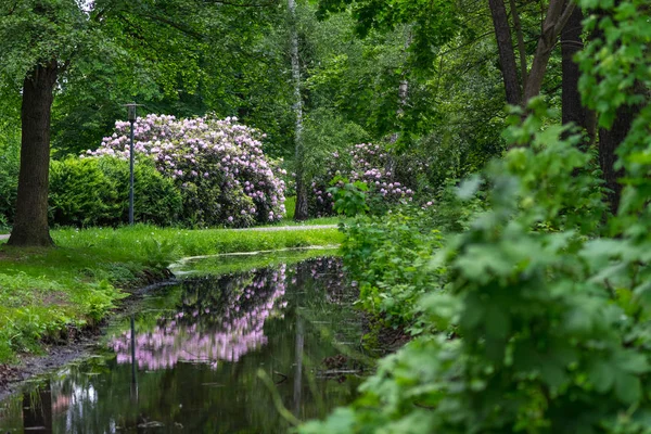 Bloeitijd Rhododendron Struiken Het Park — Stockfoto