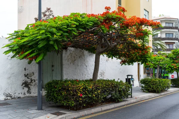 Puerto Cruz Spagna Luglio 2018 Strade Una Popolare Città Turistica — Foto Stock