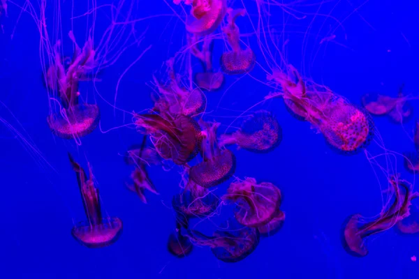 Una Medusa Strisce Viola Nell Acquario Contesto — Foto Stock