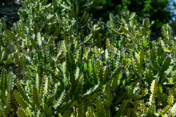 Wild Shrubs Euphorbia Canariensis Park Background — Stock Photo, Image