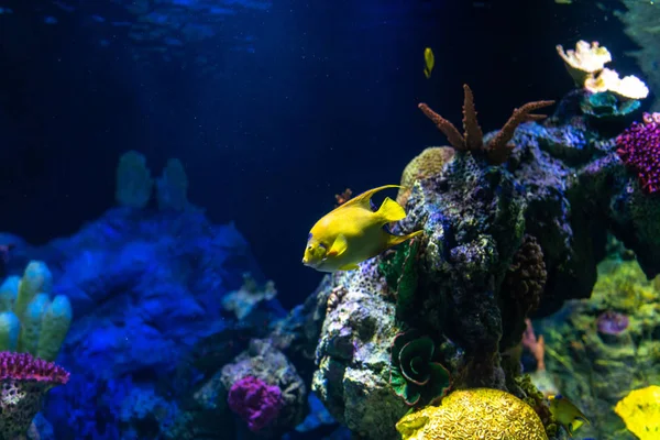 Peixes Tropicais Queen Angelfish Holacanthus Ciliaris Que Vivem Nas Águas — Fotografia de Stock