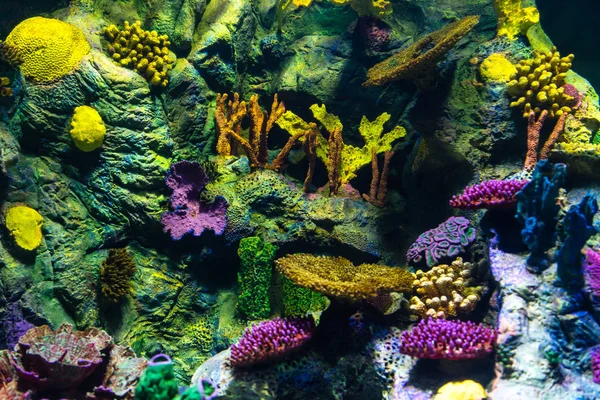Brillante Mundo Submarino Los Corales —  Fotos de Stock