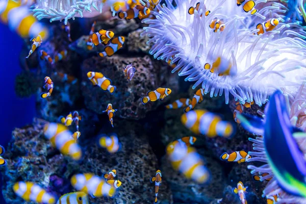 Peces Tropicales Clownfish Amphiprioninae Entre Los Corales —  Fotos de Stock