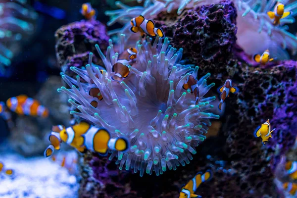 Peces Tropicales Clownfish Amphiprioninae Entre Los Corales — Foto de Stock