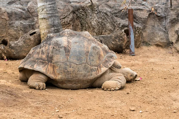 Галапагосская Гигантская Черепаха Cheloponoidis Elephantopus Ползает Земле — стоковое фото