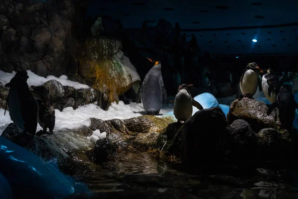 Grupa Cesarza Penguins Aptenodytes Forsteri Stoją Skały Lodowe — Zdjęcie stockowe