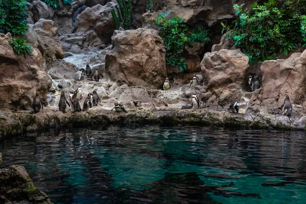 水の近くの岩に立つグループ マゼラン ペンギン 飛べない — ストック写真