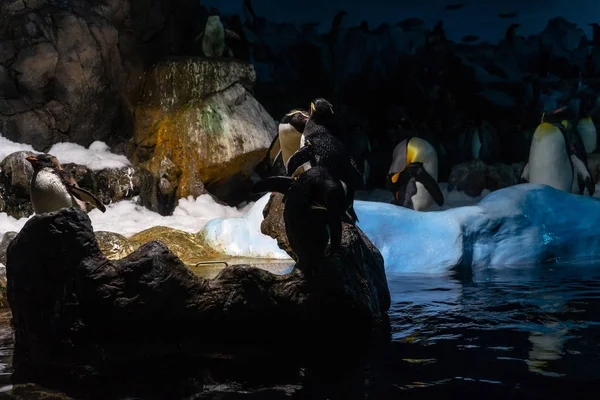 Grupa Cesarza Penguins Aptenodytes Forsteri Stoją Skały Lodowe — Zdjęcie stockowe