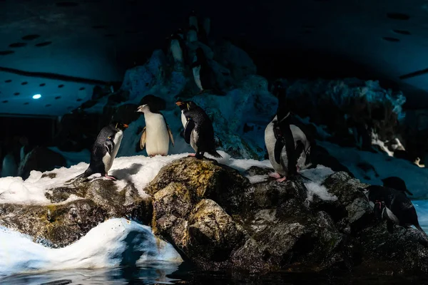 Gruppo Pinguini Imperatore Aptenodytes Forsteri Sono Piedi Rocce Ghiacciate — Foto Stock