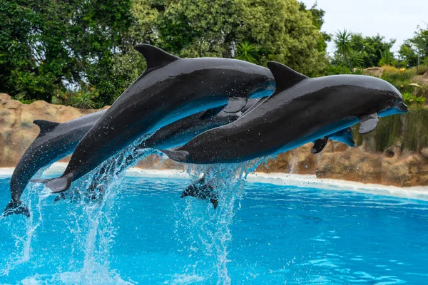 Grupo Delfines Nariz Botella Del Atlántico Tursiops Truncatus Hacen Salto — Foto de Stock