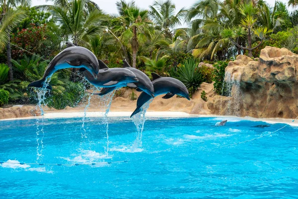 Een Groep Van Atlantische Bottlenose Dolfijnen Tursiops Truncatus Maken Een Rechtenvrije Stockafbeeldingen