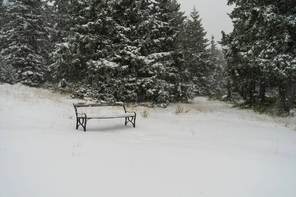 Bench Rest Snowstorm Fir Forest — Stock Photo, Image