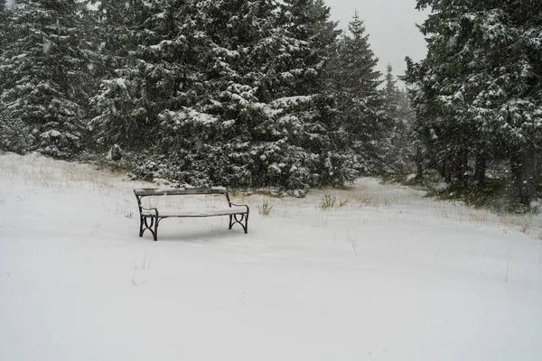 Bänk För Resten Snöstorm Skogen Fir — Stockfoto