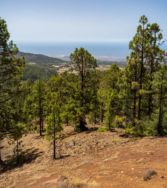 Vista Ladera Volcánica Sur Raro Bosque Pinos Del Volcán Teide — Foto de Stock