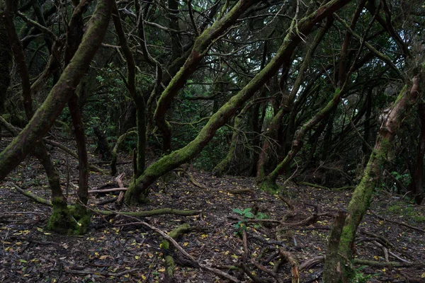 Relict Anaga Lasów Zboczach Pasma Górskiego Macizo Anaga Teneryfa Wyspy — Zdjęcie stockowe