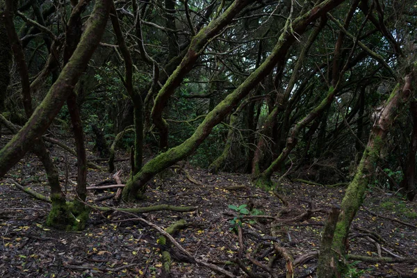 Relicta Floresta Anaga Nas Encostas Cordilheira Macizo Anaga Tenerife Ilhas — Fotografia de Stock