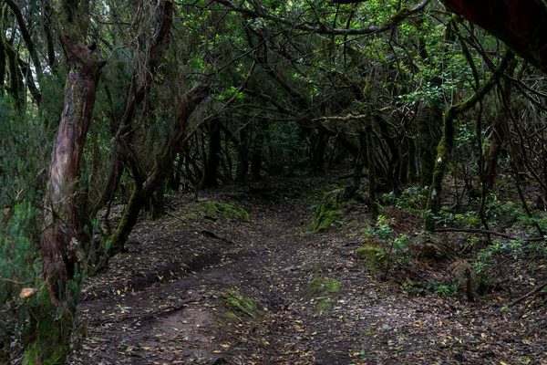 Relicta Floresta Anaga Nas Encostas Cordilheira Macizo Anaga Tenerife Ilhas — Fotografia de Stock