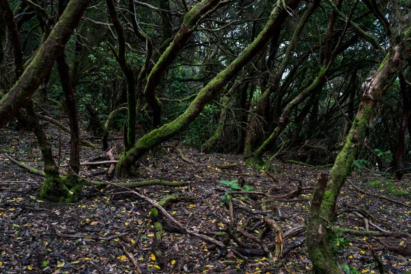 Relicta Floresta Anaga Nas Encostas Cordilheira Macizo Anaga Tenerife Ilhas — Fotografia de Stock