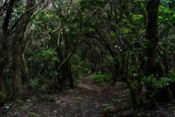 Relicta Floresta Anaga Nas Encostas Cordilheira Macizo Anaga Tenerife Ilhas — Fotografia de Stock