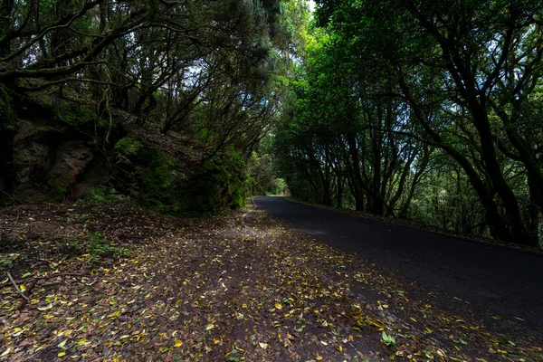 Estrada Através Floresta Anaga Relicta Nas Encostas Cordilheira Macizo Anaga — Fotografia de Stock