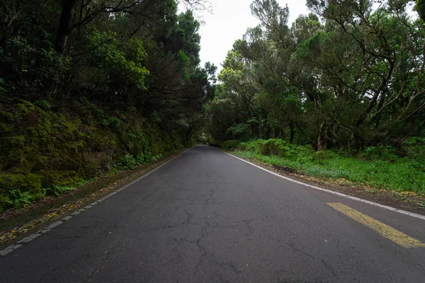 Δρόμος Μέσα Από Την Ενδημική Anaga Δάσος Στις Πλαγιές Της — Φωτογραφία Αρχείου