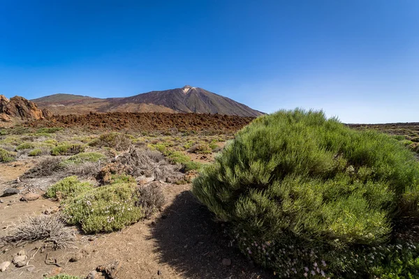 Sullo Sfondo Campi Lava Della Caldera Las Canadas Vulcano Teide — Foto Stock