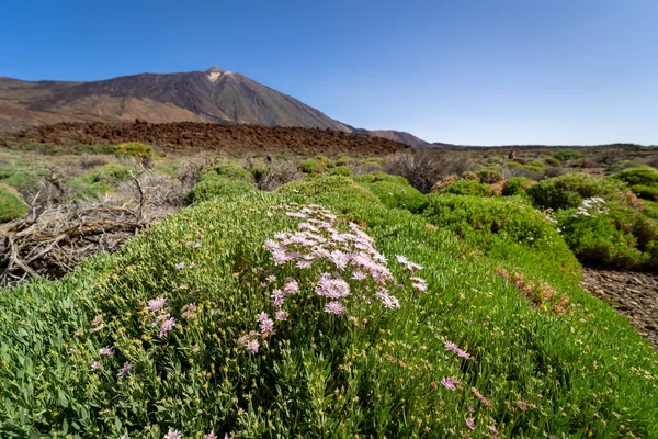 Scabiosa Atropurpurea Vértes Virágok Teide Vulkán Háttérben Tenerife Kanári Szigetek — Stock Fotó