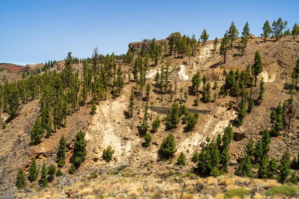 Déli Lejtők Láva Mezők Teide Vulkán Tenerife Kanári Szigetek Spanyolország — Stock Fotó