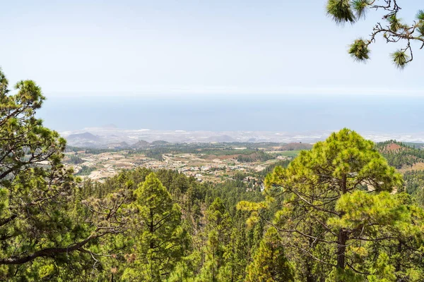 Die Südhänge Und Lavafelder Des Teide Vulkans Vordergrund Das Dickicht — Stockfoto