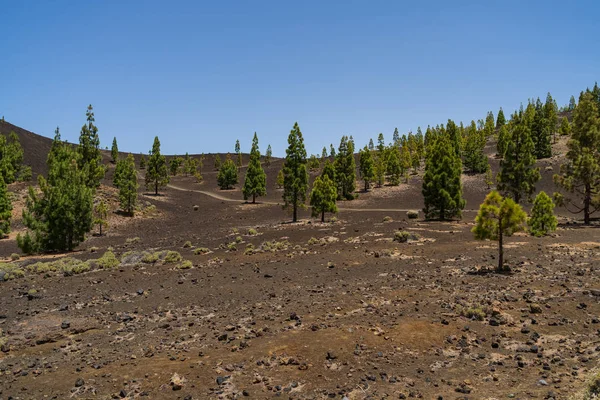 Láva Mezők Teide Vulkán Kanári Fenyő Cserjések Szempontból Mirador Szamara — Stock Fotó