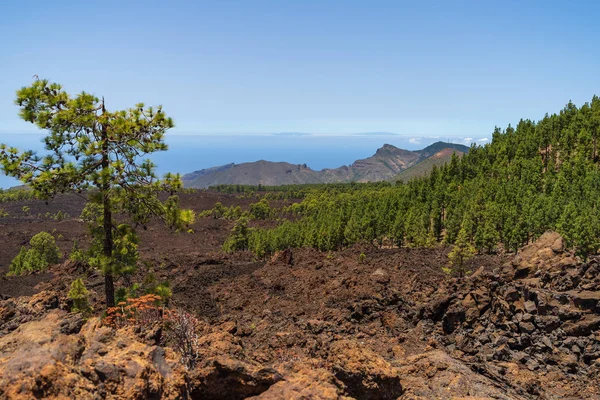 Láva Mezők Teide Vulkán Kanári Fenyő Cserjések Szempontból Mirador Los — Stock Fotó