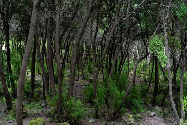 Floresta Incomum Nas Encostas Das Montanhas Nas Proximidades Cidade Orotava — Fotografia de Stock