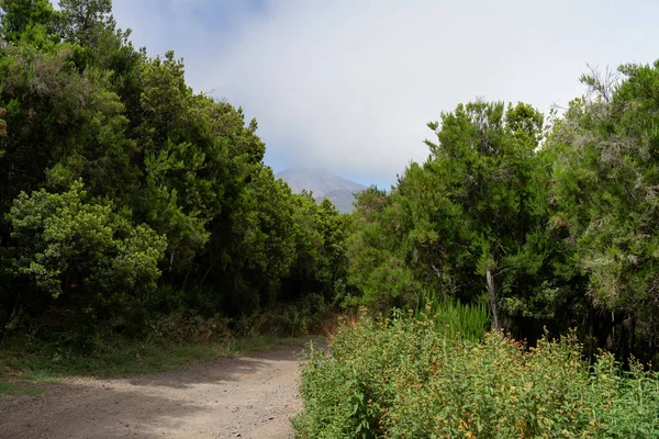 Carretera Forestal Barrio Del Pequeño Pueblo Orotava Través Las Nubes — Foto de Stock