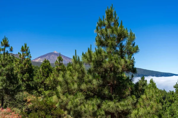 Vista Del Volcán Del Teide Través Del Bosque Barrio Del — Foto de Stock
